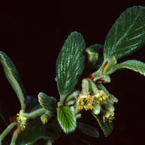 Cercocarpus traskiae,Wrigley Garden, Sta. Catalina Isl.