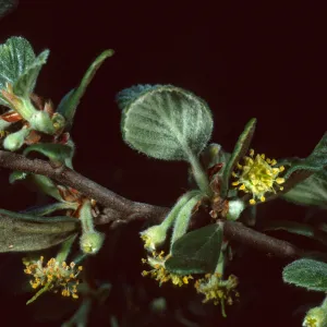 Cercocarpus traskiae, Wrigley Garden, Sta. Catalina Isl.