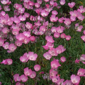 Clarkia, upper west Meadow, SBBG