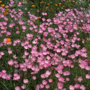 Clarkia, upper west Meadow SBBG
