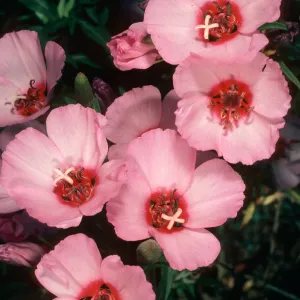 Clarkia, upper west Meadow SBBG