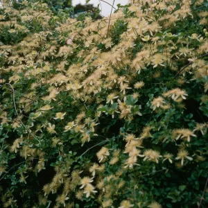Clematis lasiantha,SBBG Hort Unit