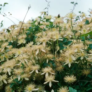 Clematis lasiantha, SBBG Hort Unit