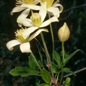Clematis lasiantha, 19 Oaks Trail