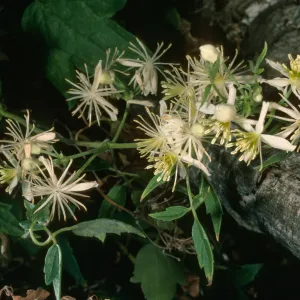 Clematis ligustifolia, Willows Beach, S. Cruz Isl.