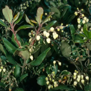 Comarostaphylos diversifolia, Hollister Ranch