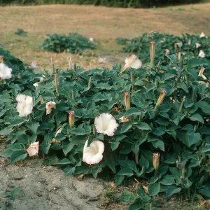 Datura wrightii, Coches Prietos, S. Cruz Isl.