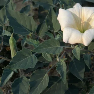 Datura wrightii, 29 Palms