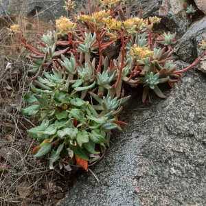 Dudleya hassei, Goat Harbor, Catalina Isl.