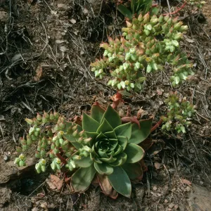 Dudleya candelabrum , S. Cruz Island