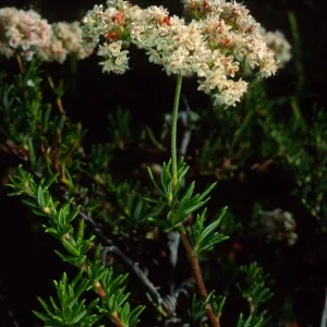 Eriogonum fasciculatum, SBBG