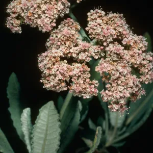 Eriogonum giganteum ssp. formosum, Nots Pier, S. Clemente Isl.