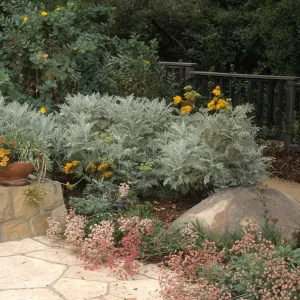 Eriophyllum nevinii. SBBG Home Demo Garden