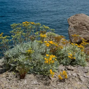 Eriophyllum nevinii. Empire Landing, Catalina Isl.