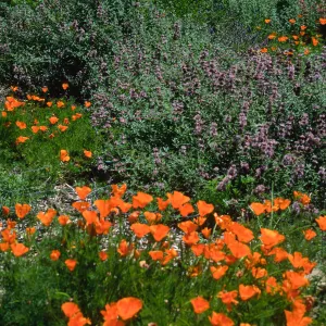 Eschscholzia (Calfironia poppy), Salvia (sage), SBBG