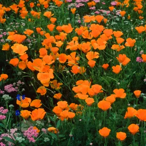 Eschscholzia, (California Poppy) Achillea,(Yarrow) SBBG Meadow