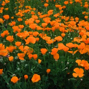 Eschscholzia, (California Poppy) SBBG Meadow
