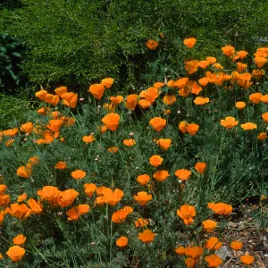 Eschscholzia californica, SBBG