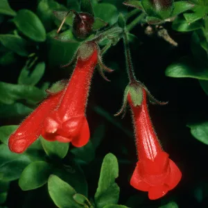 Galvezia speciosa, SBBG
