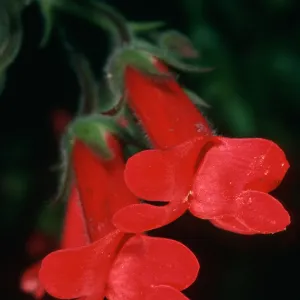 Galvezia speciosa, SBBG