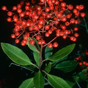 Heteromeles arbutifolia, SBBG