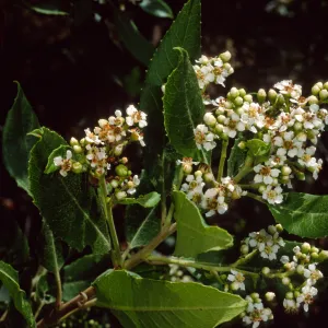 Heteromeles arbutifolia, SBBG