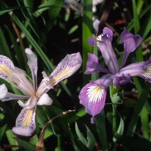 Iris douglasiana, SBBG