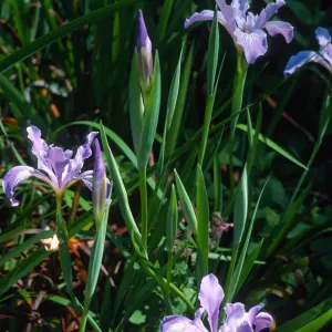 Iris douglasiana, SBBG