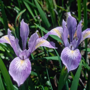 Iris douglasiana, SBBG