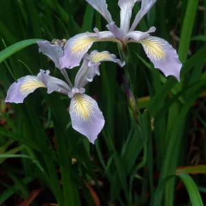 Iris douglasiana, SBBG