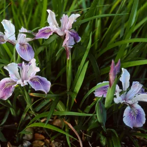 Iris douglasiana, SBBG