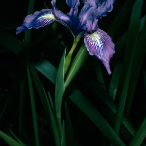 Iris douglasiana SBBG
