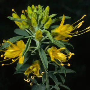 Isomeris arborea, SBBG desert section