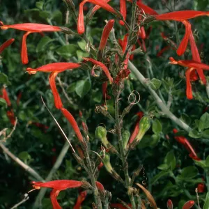 Justicia californica, Borrego Palm