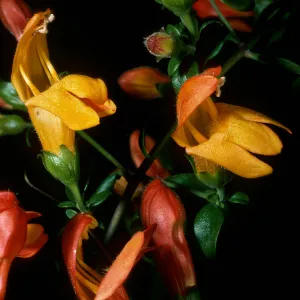 Keckiella antirrhinoides x K. cordifolia, SBBG