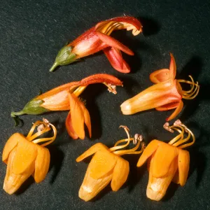 Keckiella antirrhinoides x K. cordifolia, SBBG