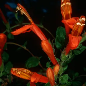 Keckiella cordifolia, Tunnel Trail
