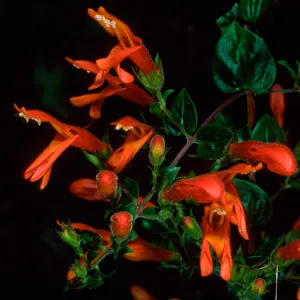 Keckiella cordifolia, SBBG