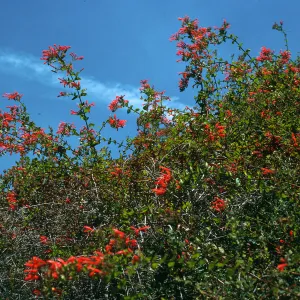 Keckiella cordifolia, upper E. for, Norqueta Cyn., S. Cruz Isl.