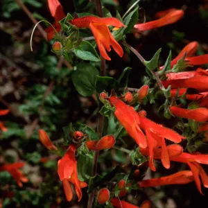 Keckiella cordifolia, SBBG