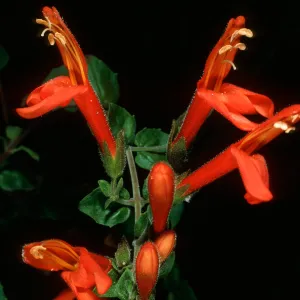 Keckiella cordifolia, Tunnel trail
