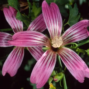 Lavatera 'Purisima', SBBG