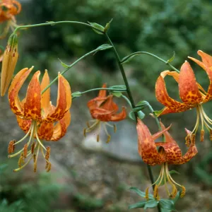 Lilium humboldtii, SBBG meadow