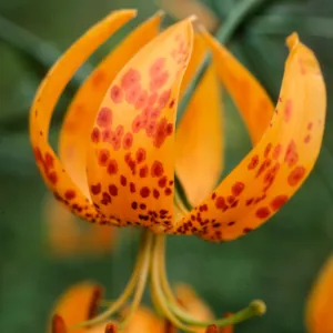 Lilium humboldti, central valley W. of UC field station, S. Cruz Isl.