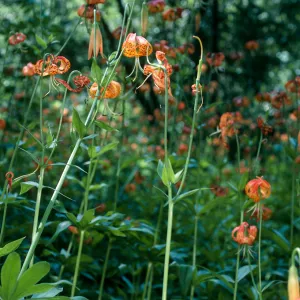 Lilium pardalinum, Sisquoc River below Lower Bear Creek Camp