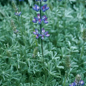 Lupinus albifrons, Centinela Grade, S. Cruz Isl.