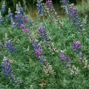 Lupinus albifrons, Centinela Grade, S. Cruz Isl.
