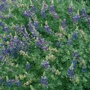 Lupinus albifrons, Centinela Grade, S. Cruz Isl.