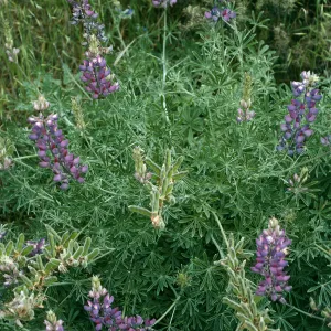Lupinus albifrons, Centinela Grade, S. Cruz Isl.