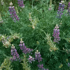 Lupinus albifrons, Centinela Grade, S. Cruz Isl.